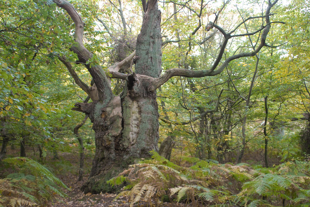 Old oak tree, Vilm Island, Germany
