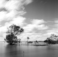 Fraser Island - Ilford HP5+ 120 film