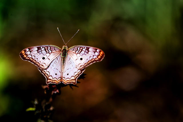 Borboleta / Butterfly