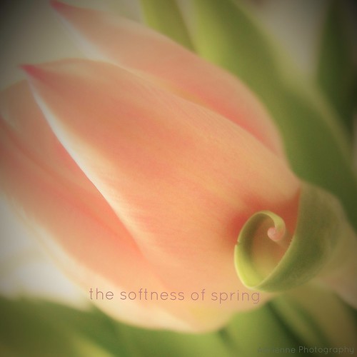 softness of spring by ♥Adriënne - slowly back -