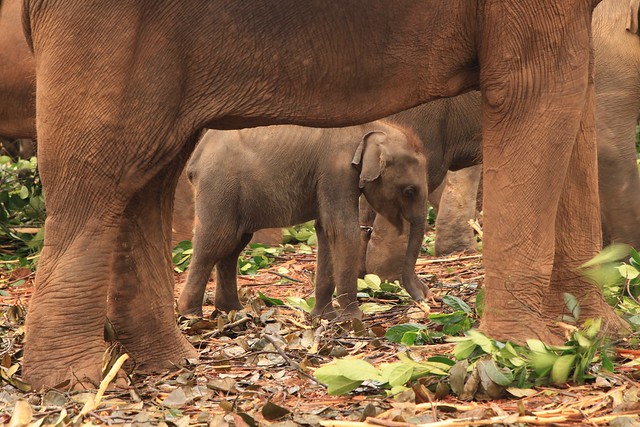 Pinnawala Elephant Orphanage Sri Lanka (Explore)