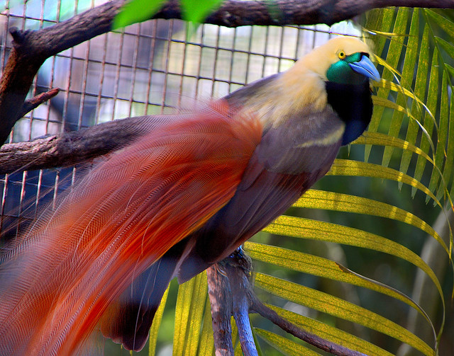 Honolulu Zoo, Bird of Paradise 18 11x14 bp