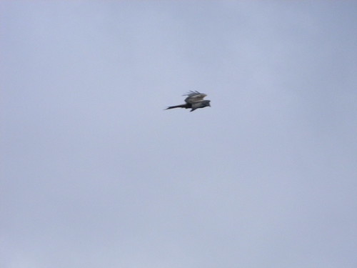 Kite in flite Saunderton Circular via West Wycombe