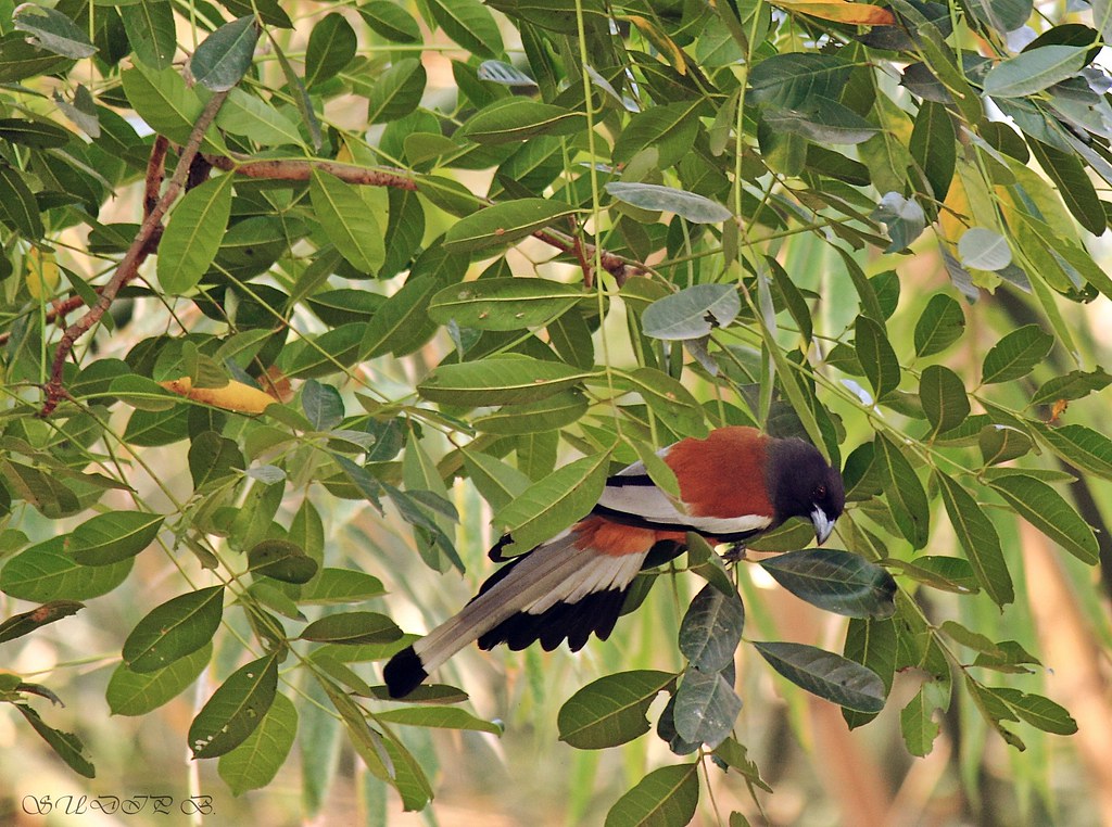 Rufous Treepie (Dendrocitta vagabunda)