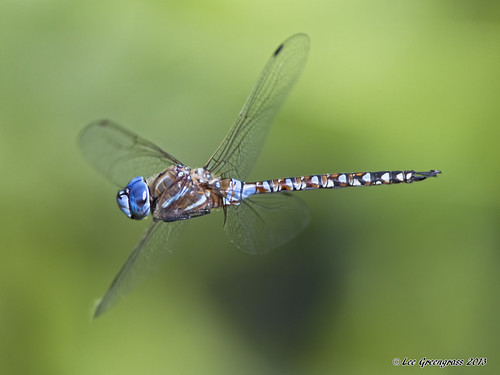 Blue-eyed Darner | by pandatub