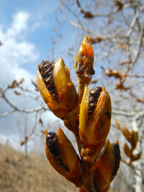 Glenmore Poplar Buds