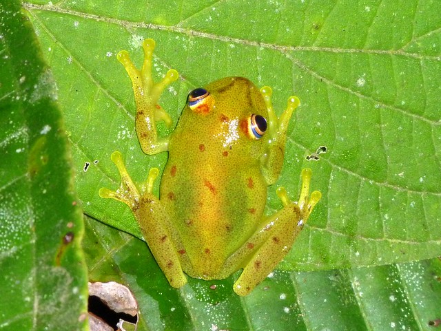Tree frog, Hypsiboas cinerascens, Hylidae