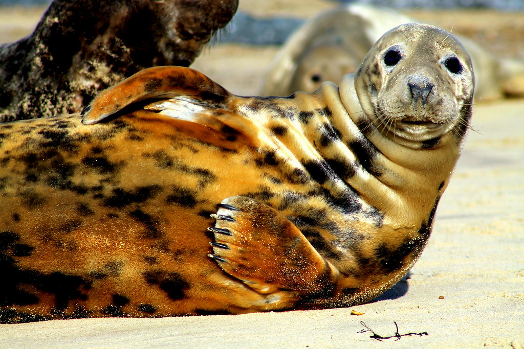 Tiger Seal | Jemma Hardy-Goddard | Flickr
