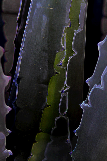 agave - stylized