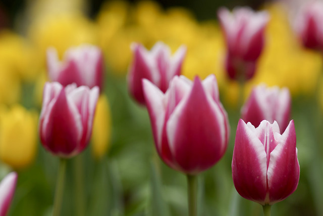 鬱金香 Tulip