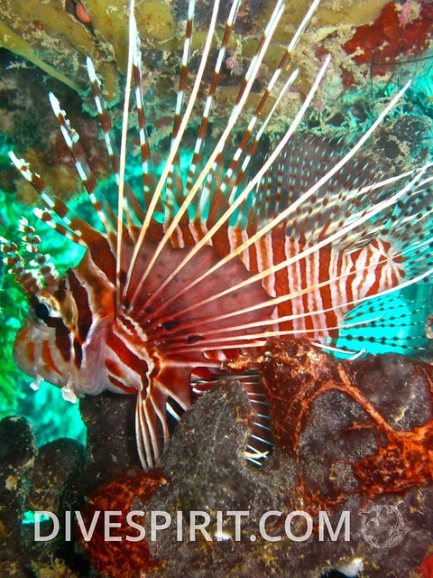 Ptérois - Firefish