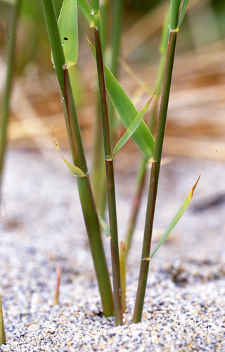 Common Reed Rizomes Rhizome of Common Reed (Phragmites australis) 2/2 | The imag… | Flickr