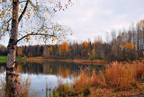 fall alaska day cloudy anchorage greenscene takucampbellpark