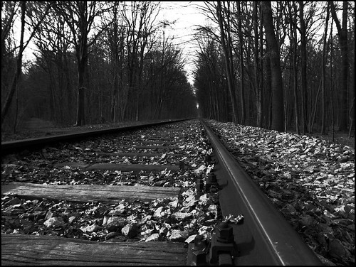 Walk in the wood | by Kei Kurono (Nico)