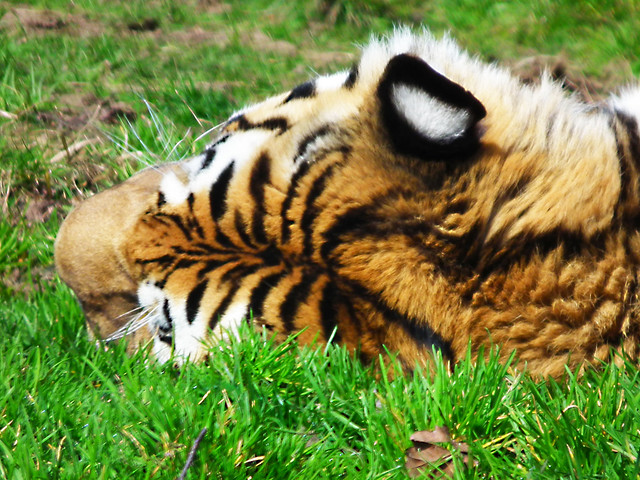 Siberian Amur Tiger - Panthera Tigris Altaica