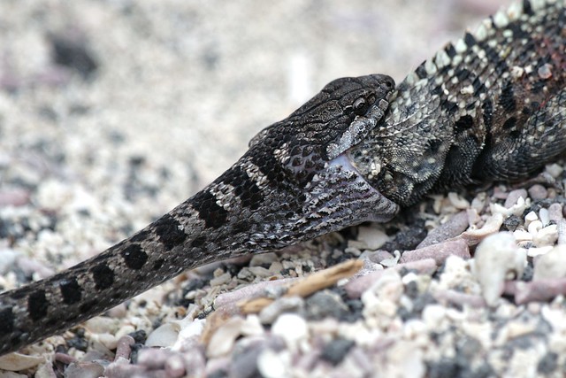 Isabela Snake (Alsophis dorsalis helleri) and Lava Lizard