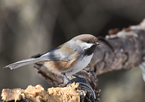 Boreal Chickadee