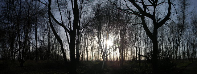 Sun through trees (Panorama) Saunderton Circular via West Wycombe