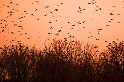 birds foto poland krakow rook kraków gaper ptaki