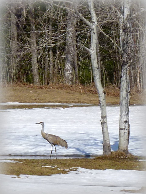 Sandhill crane under a winter birch