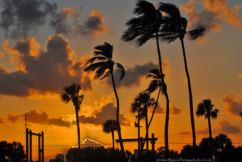 trees sunset sky silhouette clouds palms evening wind florida palm southflorida