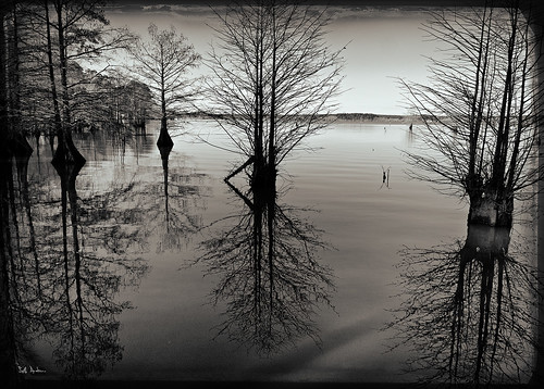 blackandwhite bw lake reflection tree water la louisiana cypress toned leesville 18mm200mm anacocolake