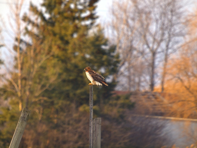 Watchful Eye - Red-Tailed Hawk