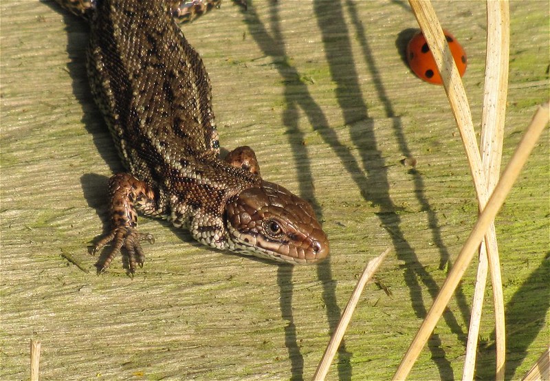 Common Lizard at Skipwith Common on 22/03/2012.