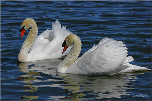 lake florida pair bluewater swans elegant graceful lakeland valentinesday enchanted muteswans lakemorton naturesfinest happyvalentinsday