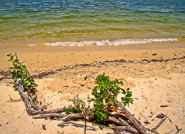 Praia de Alter do Chão, Santarém, Pará, Amazonia, Brasil