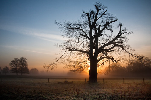 mist tree misty sunrise dawn quiet tranquility slough berkshire kevday tranquil langleypark