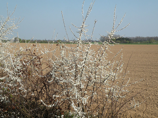 Spring in Limburg