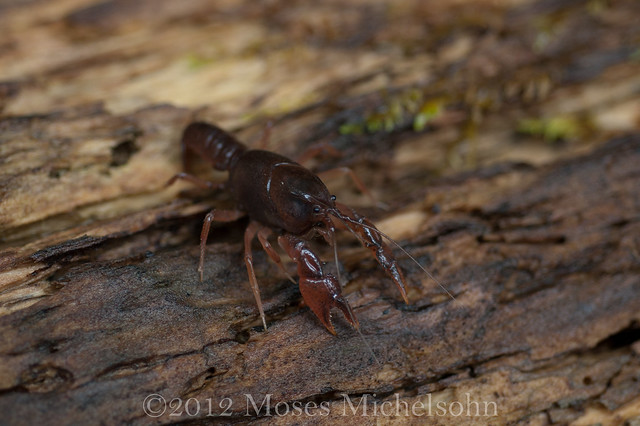 Procambarus rogersi - Leon County, Florida, United States of America