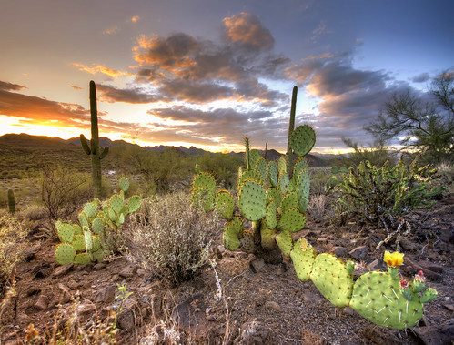 sunset summer arizona cactus flower phoenix cacti desert az lakepleasant peroia