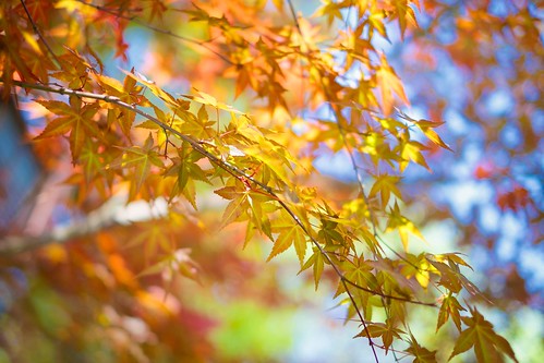 Maple Bokeh | Facebook There were a few of these at the West… | Flickr