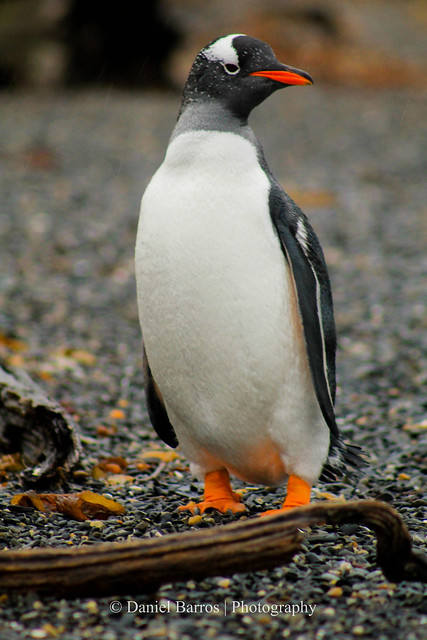 Pose - Pinguineira