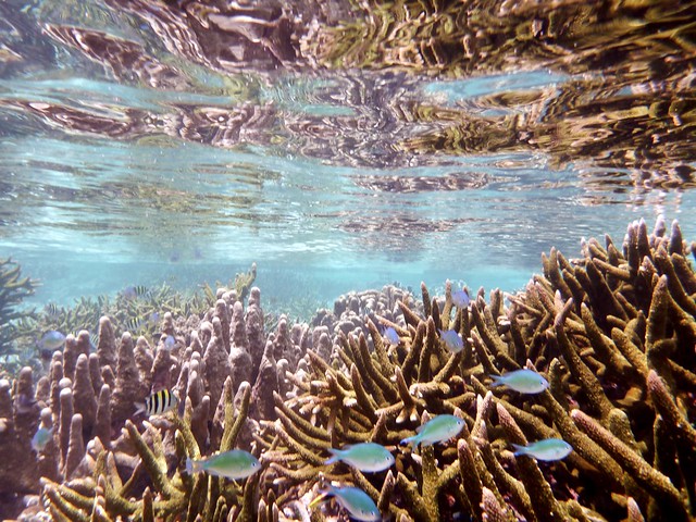 Underwater near Jaco Island, Timor Leste