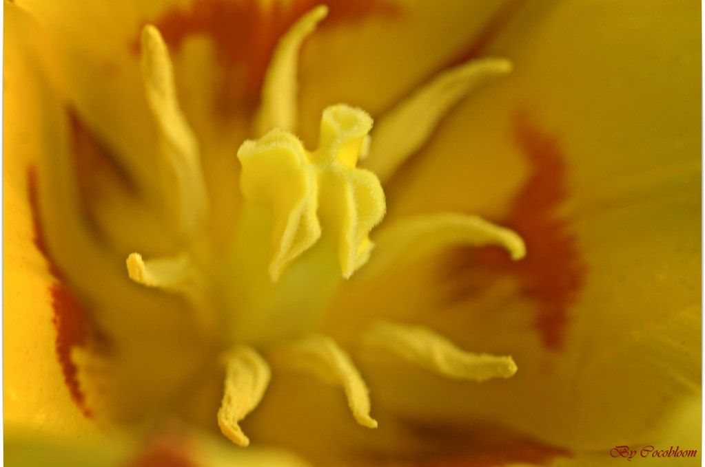 Tulip close up | Ina :):) | Flickr