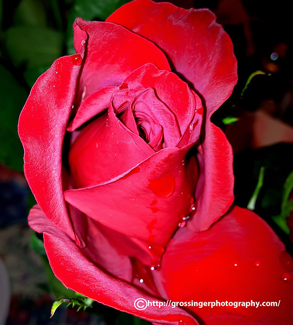 Valentine Day Rose