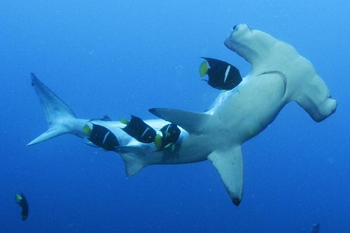 Cocos Island
