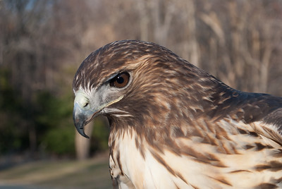 photo of a Red-tailed Hawk