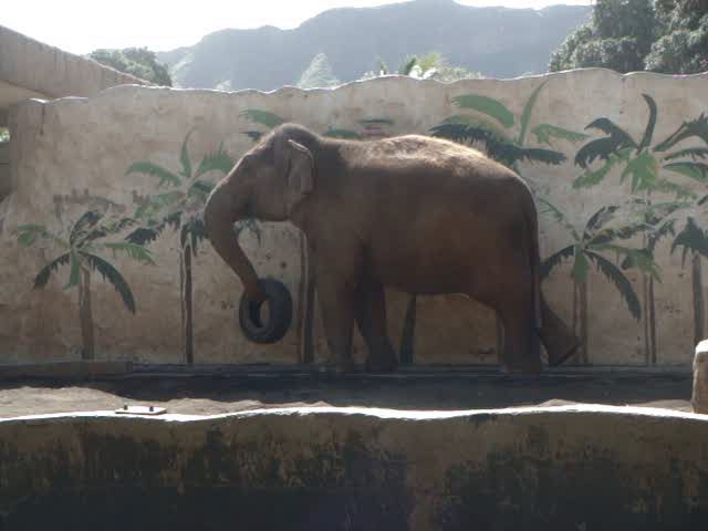 26- Video - Elephant Tire Play @ the Honolulu Zoo