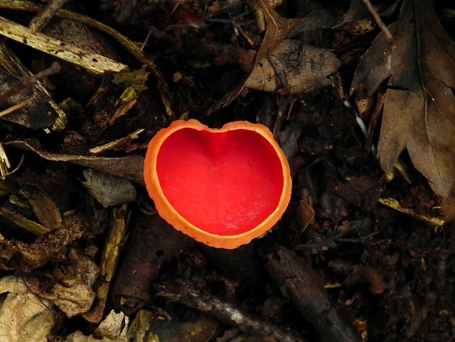Scarlet Elf Cap Heart