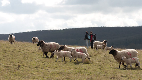 Walk 138 - Chilham Circular As you can see, a rural walk with sheep...