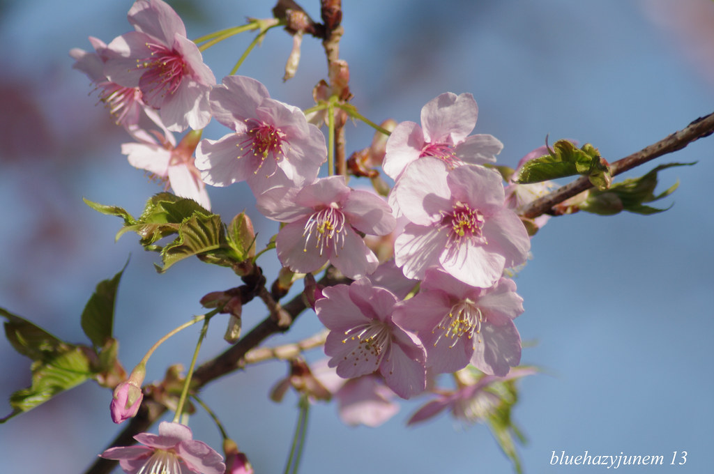 Atamizakura #2 | Latin Name:Prunus Kanzakura/和名：寒桜・一般名：アタミザク… | Flickr