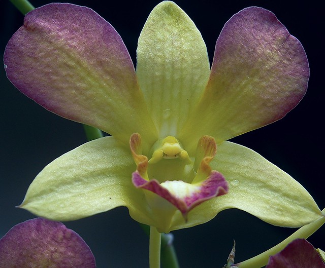 Orchid 0749