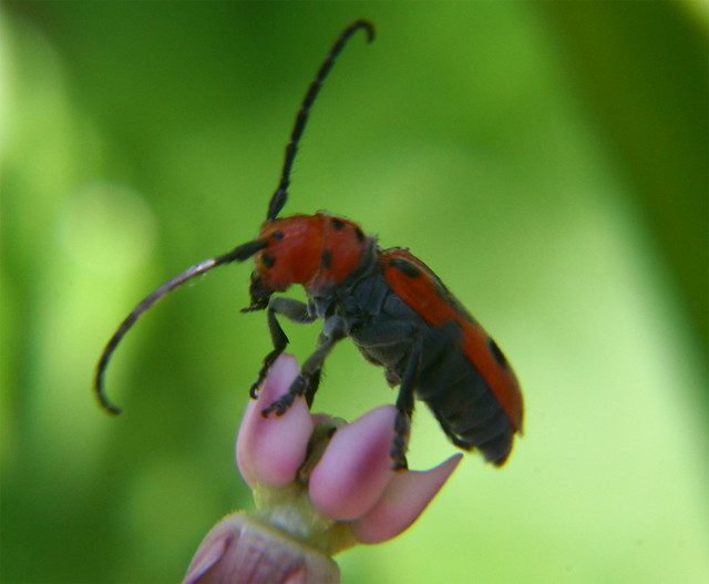 Red-milkweed-beetle-w