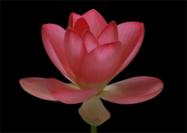 Lotus Flower - IMG_3893-1000