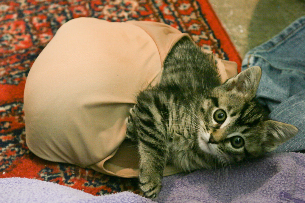 59/366 - Cat in Bra  Yup It's a kitten in a bra. Carr