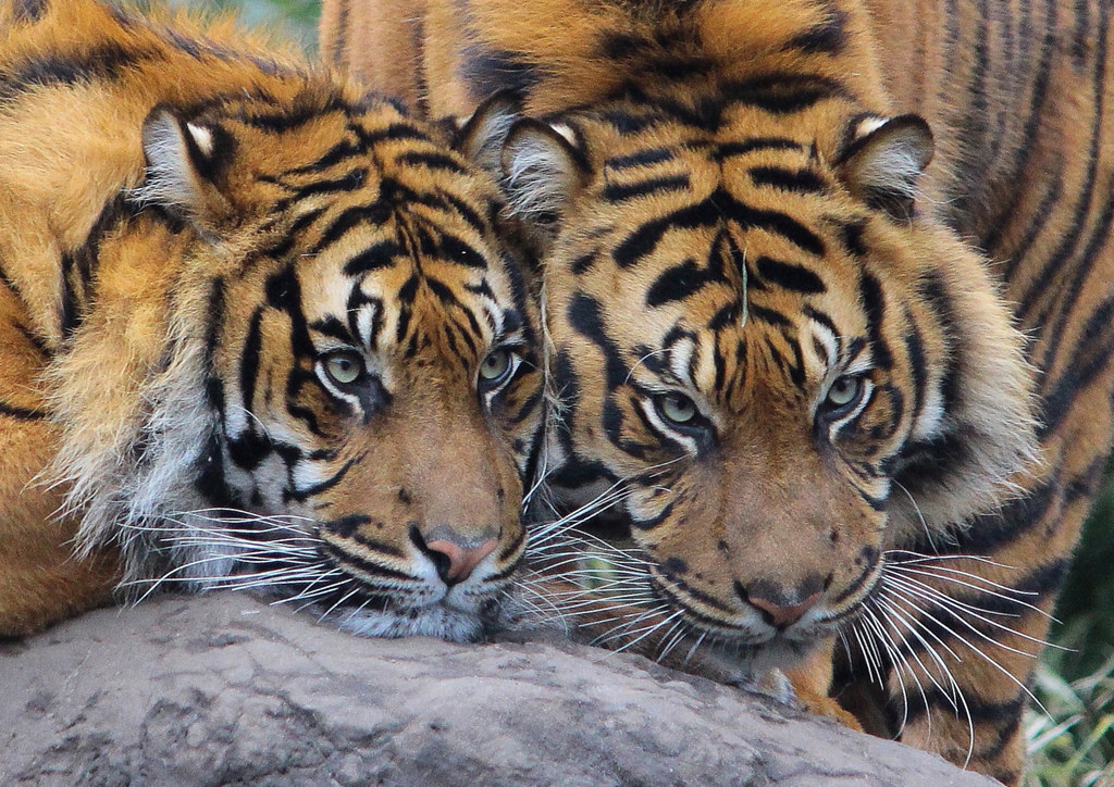 Sumatraanse tijgers